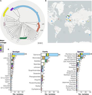 A Hopeful Sea-Monster: A Very Large Homologous Recombination Event Impacting the Core Genome of the Marine Pathogen Vibrio anguillarum